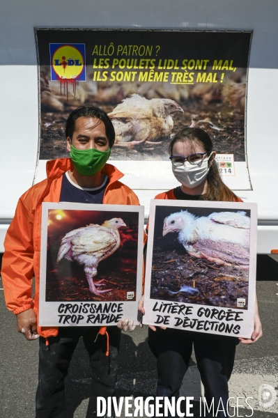 Cause animale : Action nationale L214 devant le siège de LIDL à Rungis pour dénoncer les conditions d elevage des poulets de chair. Animals rights, chickens.