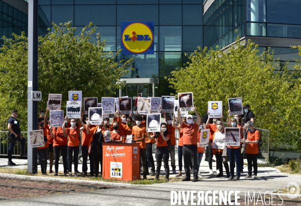 Cause animale : Action nationale L214 devant le siège de LIDL à Rungis pour dénoncer les conditions d elevage des poulets de chair. Animals rights, chickens.