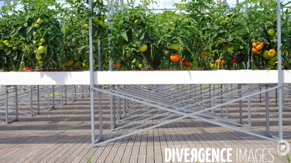 La ferme urbaine sur le toit du pavillon 6 du parc des expositions. # 1
