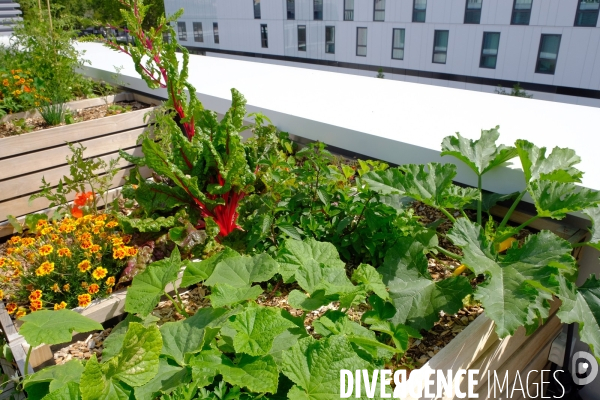 La ferme urbaine sur le toit du pavillon 6 du parc des expositions. # 1