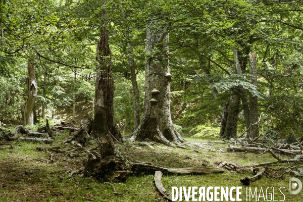 Forêt de la Massane, réserve naturelle de France, Pyrénées-Orientales