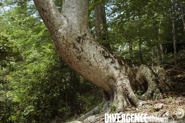 Forêt de la Massane, réserve naturelle de France, Pyrénées-Orientales