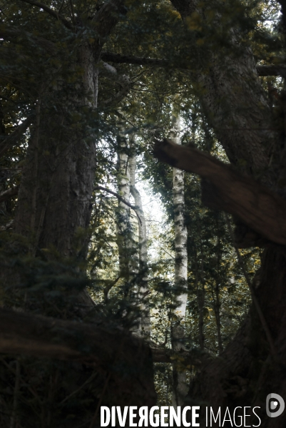 Forêt de la Massane, réserve naturelle de France, Pyrénées-Orientales