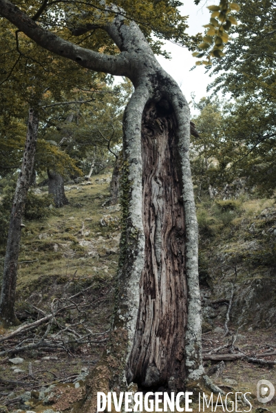 Forêt de la Massane, réserve naturelle de France, Pyrénées-Orientales