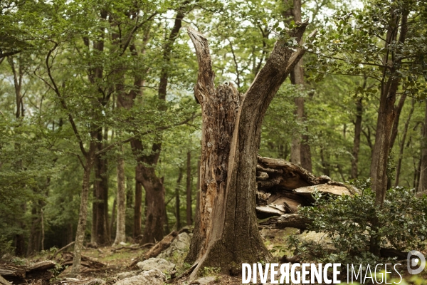 Forêt de la Massane, réserve naturelle de France, Pyrénées-Orientales