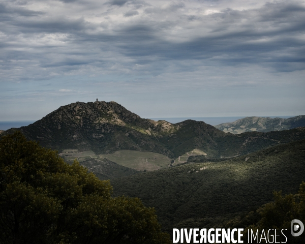 Forêt de la Massane, réserve naturelle de France, Pyrénées-Orientales