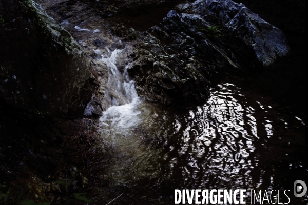 Forêt de la Massane, réserve naturelle de France, Pyrénées-Orientales