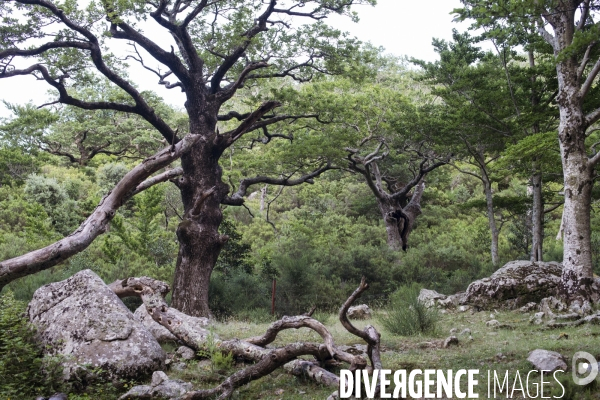 Forêt de la Massane, réserve naturelle de France, Pyrénées-Orientales