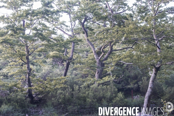 Forêt de la Massane, réserve naturelle de France, Pyrénées-Orientales