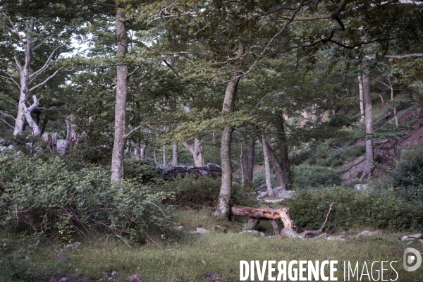 Forêt de la Massane, réserve naturelle de France, Pyrénées-Orientales