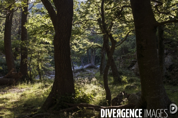 Forêt de la Massane, réserve naturelle de France, Pyrénées-Orientales