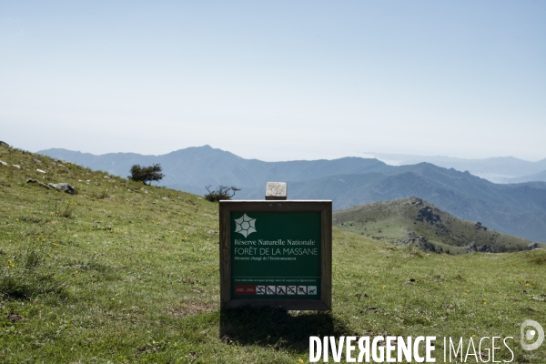 Forêt de la Massane, réserve naturelle de France, Pyrénées-Orientales