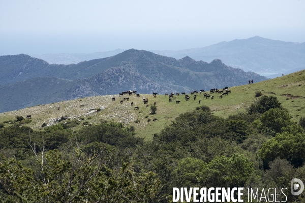 Forêt de la Massane, réserve naturelle de France, Pyrénées-Orientales