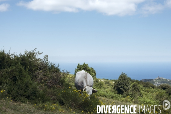 Forêt de la Massane, réserve naturelle de France, Pyrénées-Orientales