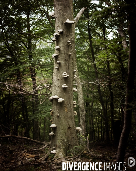 Forêt de la Massane, réserve naturelle de France, Pyrénées-Orientales