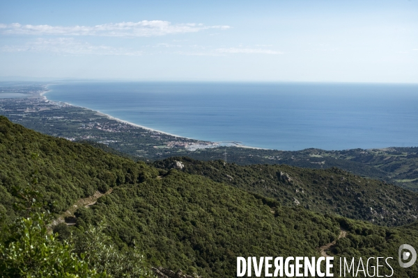 Forêt de la Massane, réserve naturelle de France, Pyrénées-Orientales