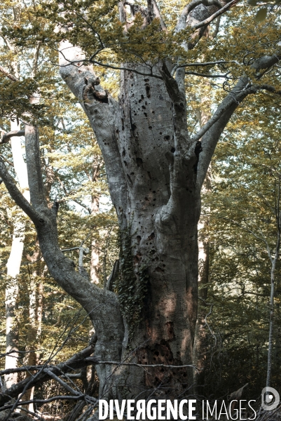 Forêt de la Massane, réserve naturelle de France, Pyrénées-Orientales