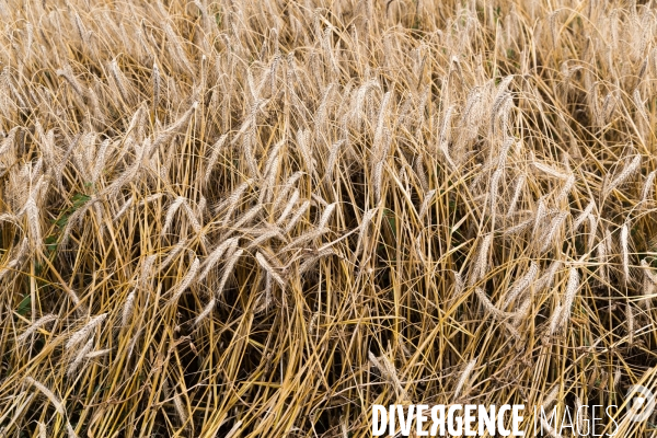 Paysan boulanger en Mayenne