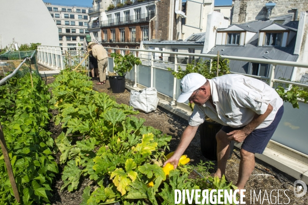 Un potager sur le toit