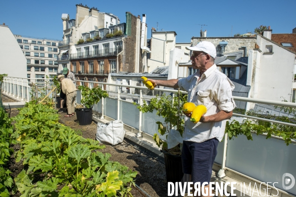 Un potager sur le toit