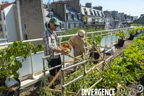 Un potager sur le toit