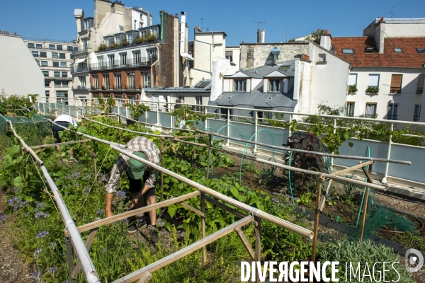 Un potager sur le toit