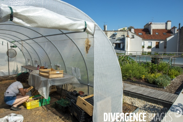 Un potager sur le toit