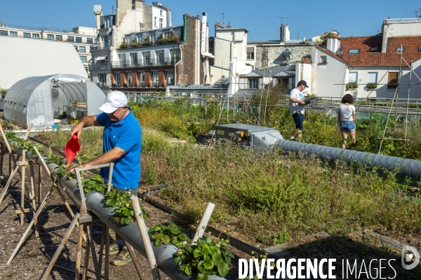 Un potager sur le toit