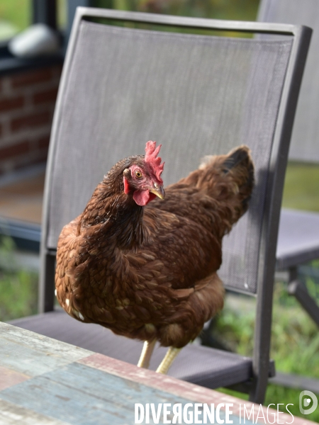 Gens et animaux : Une femmes et ses poules. People with animals : woman and hens.