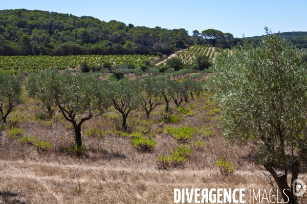 La réserve naturelle de Porquerolles, Port-Cros