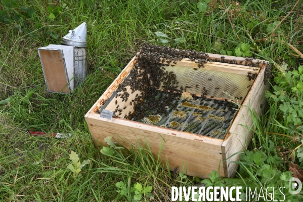 Récolte artisanale du miel. Des amis apiculteurs se partagent les ruches et la récolte. Artisanal harvest of honey. Friends beekeepers share beehives and the harvest.