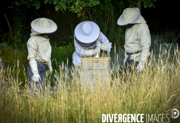 Récolte artisanale du miel. Des amis apiculteurs se partagent les ruches et la récolte. Artisanal harvest of honey. Friends beekeepers share beehives and the harvest.