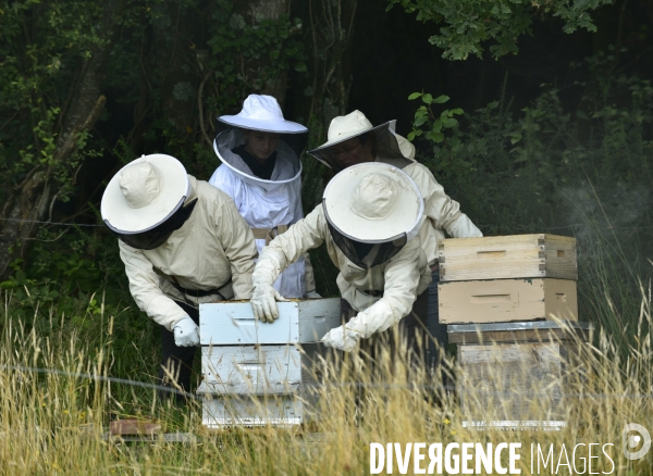 Récolte artisanale du miel. Des amis apiculteurs se partagent les ruches et la récolte. Artisanal harvest of honey. Friends beekeepers share beehives and the harvest.
