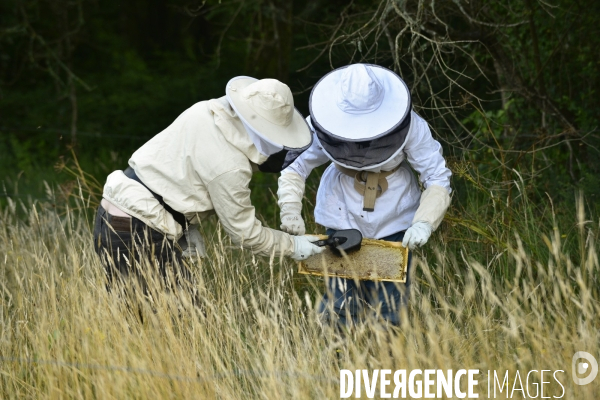 Récolte artisanale du miel. Des amis apiculteurs se partagent les ruches et la récolte. Artisanal harvest of honey. Friends beekeepers share beehives and the harvest.