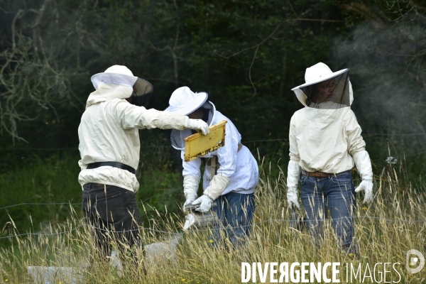 Récolte artisanale du miel. Des amis apiculteurs se partagent les ruches et la récolte. Artisanal harvest of honey. Friends beekeepers share beehives and the harvest.