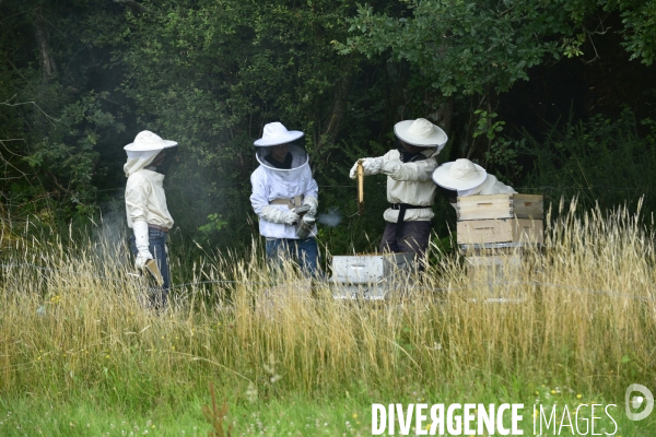 Récolte artisanale du miel. Des amis apiculteurs se partagent les ruches et la récolte. Artisanal harvest of honey. Friends beekeepers share beehives and the harvest.