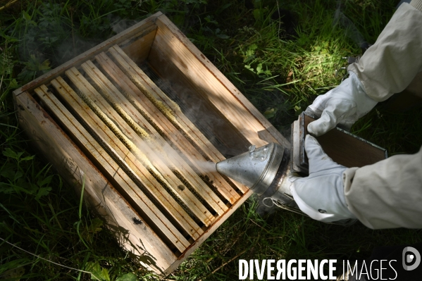 Récolte artisanale du miel. Des amis apiculteurs se partagent les ruches et la récolte. Artisanal harvest of honey. Friends beekeepers share beehives and the harvest.