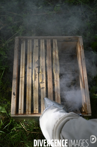 Récolte artisanale du miel. Des amis apiculteurs se partagent les ruches et la récolte. Artisanal harvest of honey. Friends beekeepers share beehives and the harvest.