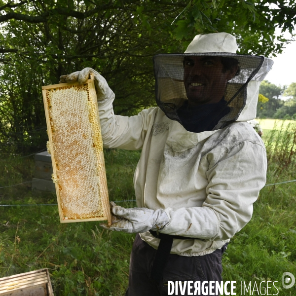 Récolte artisanale du miel. Des amis apiculteurs se partagent les ruches et la récolte. Artisanal harvest of honey. Friends beekeepers share beehives and the harvest.