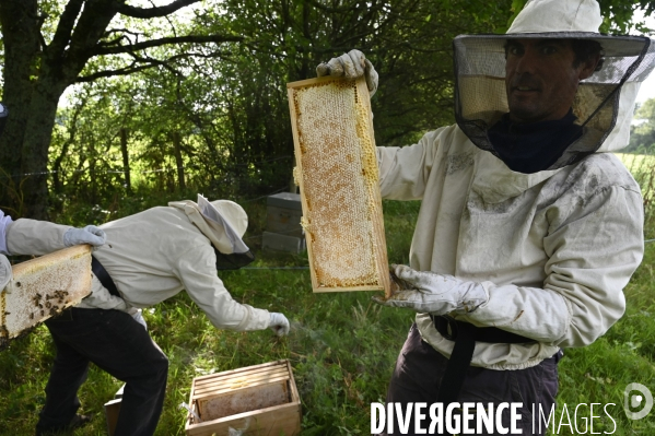 Récolte artisanale du miel. Des amis apiculteurs se partagent les ruches et la récolte. Artisanal harvest of honey. Friends beekeepers share beehives and the harvest.