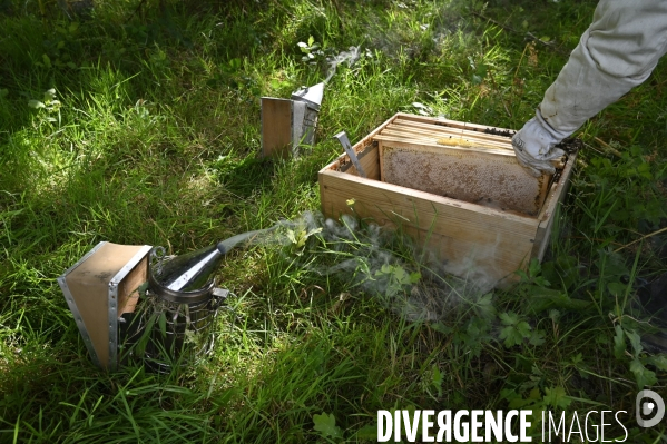 Récolte artisanale du miel. Des amis apiculteurs se partagent les ruches et la récolte. Artisanal harvest of honey. Friends beekeepers share beehives and the harvest.