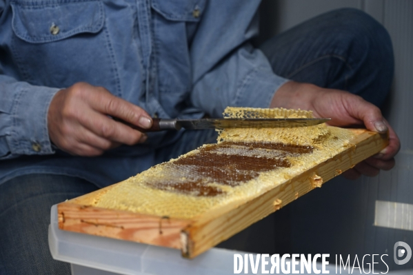 Récolte artisanale du miel. Des amis apiculteurs se partagent les ruches et la récolte. Artisanal harvest of honey. Friends beekeepers share beehives and the harvest.