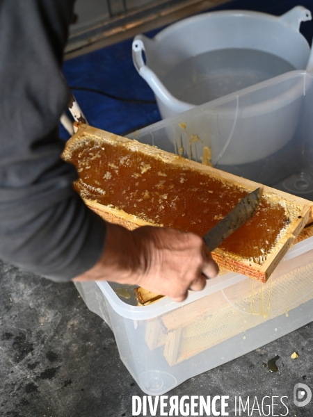 Récolte artisanale du miel. Des amis apiculteurs se partagent les ruches et la récolte. Artisanal harvest of honey. Friends beekeepers share beehives and the harvest.