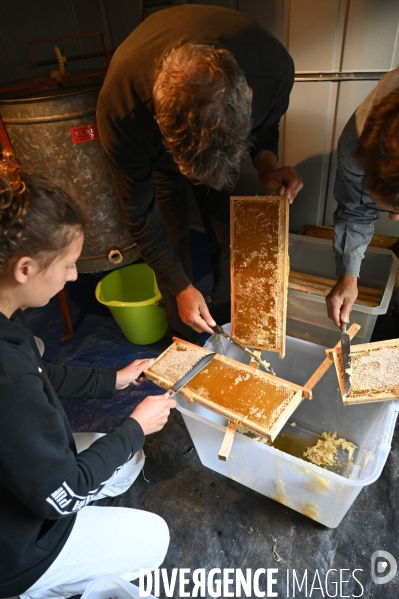 Récolte artisanale du miel. Des amis apiculteurs se partagent les ruches et la récolte. Artisanal harvest of honey. Friends beekeepers share beehives and the harvest.