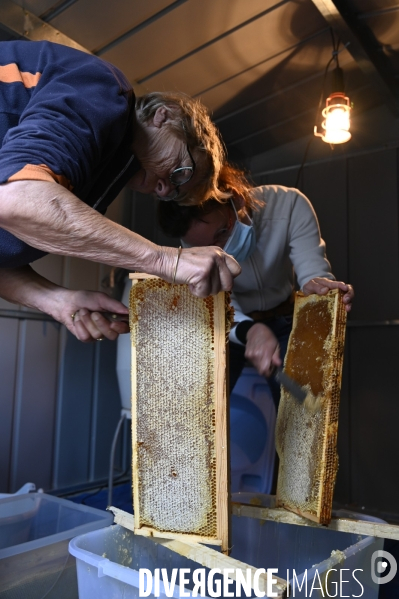 Récolte artisanale du miel. Des amis apiculteurs se partagent les ruches et la récolte. Artisanal harvest of honey. Friends beekeepers share beehives and the harvest.