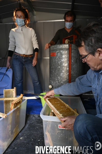 Récolte artisanale du miel. Des amis apiculteurs se partagent les ruches et la récolte. Artisanal harvest of honey. Friends beekeepers share beehives and the harvest.