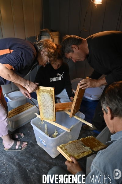 Récolte artisanale du miel. Des amis apiculteurs se partagent les ruches et la récolte. Artisanal harvest of honey. Friends beekeepers share beehives and the harvest.