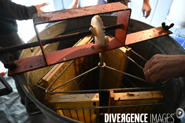 Récolte artisanale du miel. Des amis apiculteurs se partagent les ruches et la récolte. Artisanal harvest of honey. Friends beekeepers share beehives and the harvest.