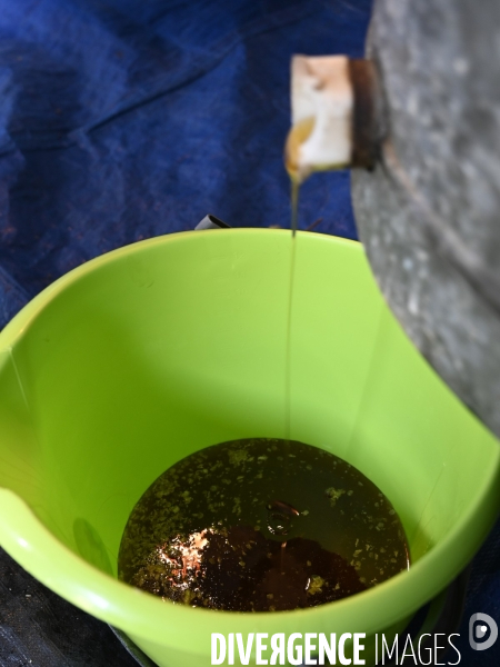 Récolte artisanale du miel. Des amis apiculteurs se partagent les ruches et la récolte. Artisanal harvest of honey. Friends beekeepers share beehives and the harvest.