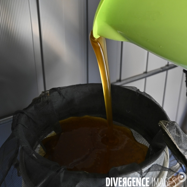 Récolte artisanale du miel. Des amis apiculteurs se partagent les ruches et la récolte. Artisanal harvest of honey. Friends beekeepers share beehives and the harvest.